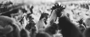 Chickens crowd together in a factory farm.