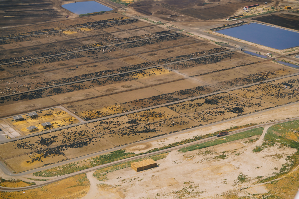 Grids of feed brown feedlots covered in cows that look as small as gnats from this aerial view.