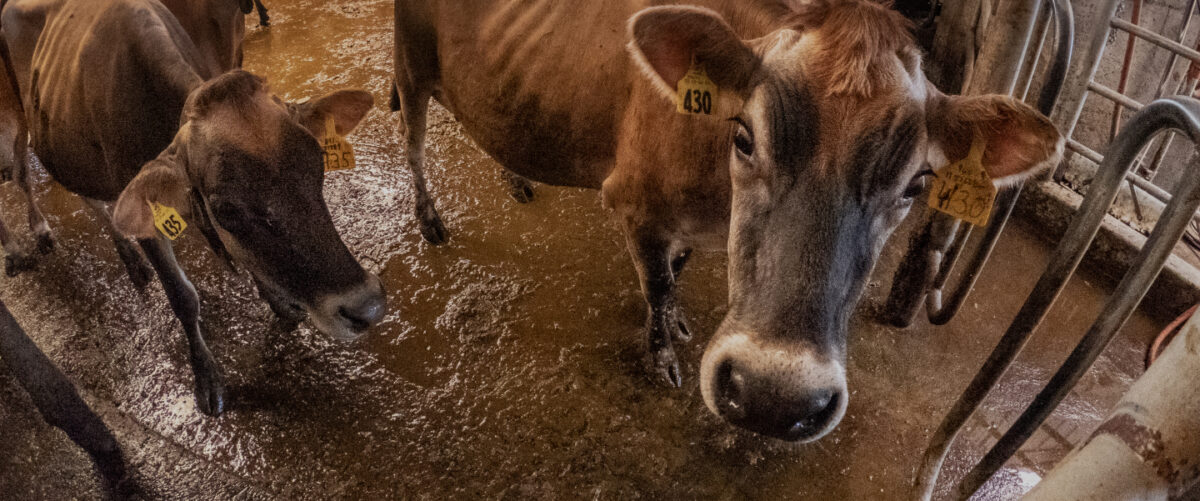 Brown cows stand ankle-deep in brown waste.